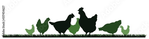 Chickens in pasture. Picture silhouette. Farm pets. Domestic poultry to get eggs. Isolated on white background. Vector