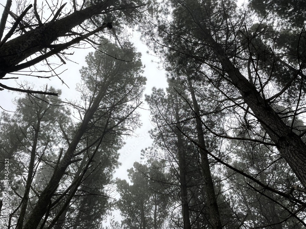 Naklejka premium trees in the sky