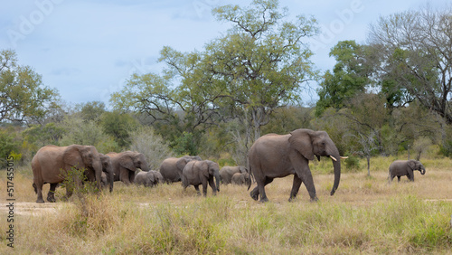 a herd of African elephants 