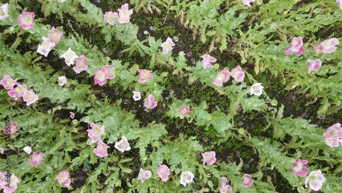 drone flight over field with lots of colorful, pink, white poppies