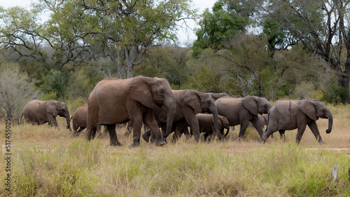 a herd of African elephants 