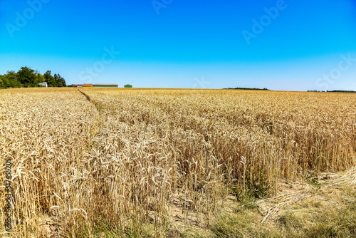 Champ de blé