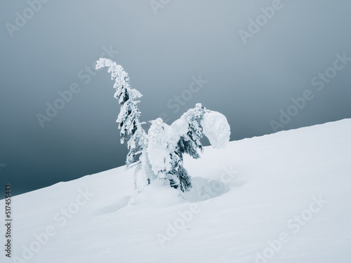 Obraz na plátně Magical bizarre silhouette of fir tree are plastered with snow at dark gray sky background