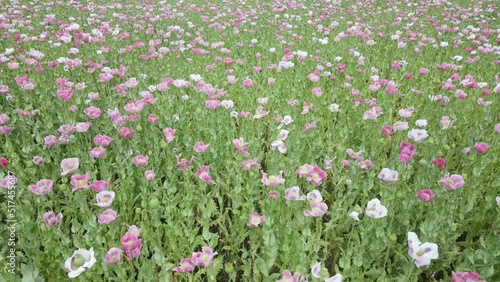 drone flight over field with lots of colorful, pink, white poppies