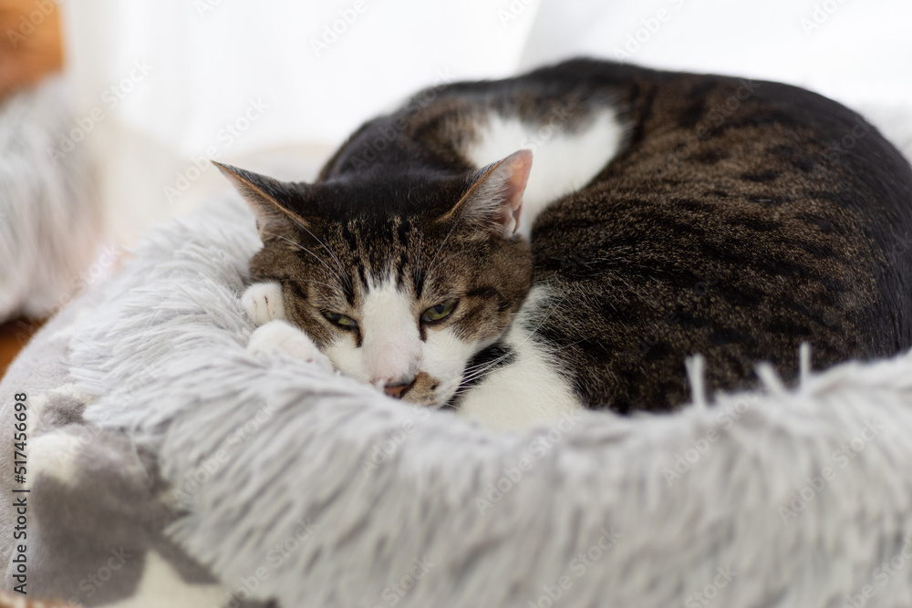 くつろぐ猫 キジトラ白 くつろぐ猫 キジトラ白