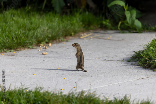 Adult Thirteen-Lined Ground Squirrel - 
(Spermophilus tridecemlineatus ) a burrowing squirrel that is typically highly social, found chiefly in North America and northern Eurasia, photo