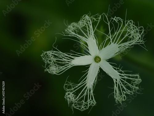 ヘビウリの白い花
