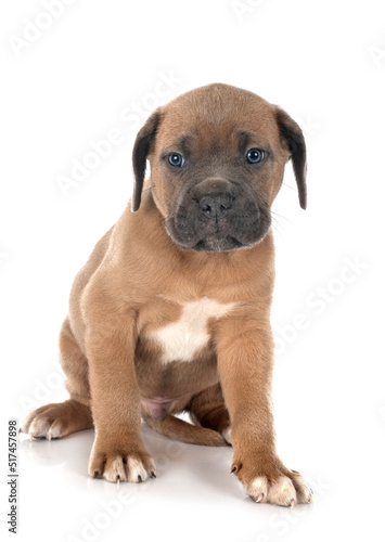 puppy cane corso