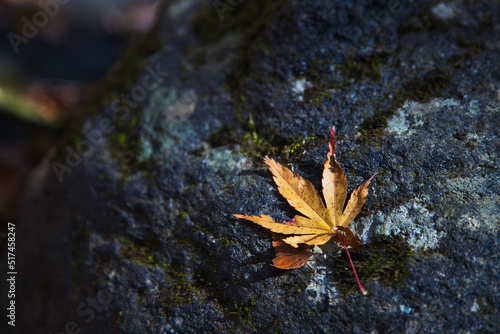 渓谷の岩に落ちる紅葉