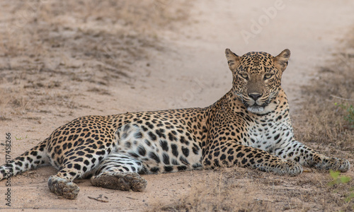Leopard sitting; leopard resting; big leopard resting; female leopard watching; leopard mom lying down; leopard lying down.