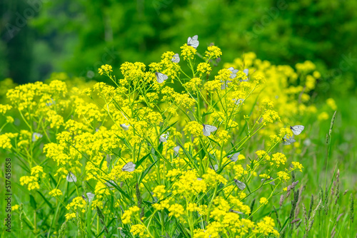 Canvas Print aporia crataegi, pieridae
