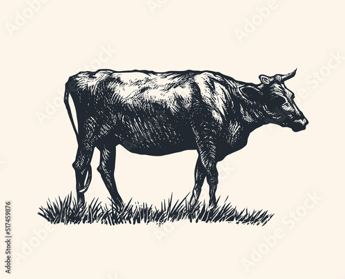Hand Drawn Cow. vector illustration