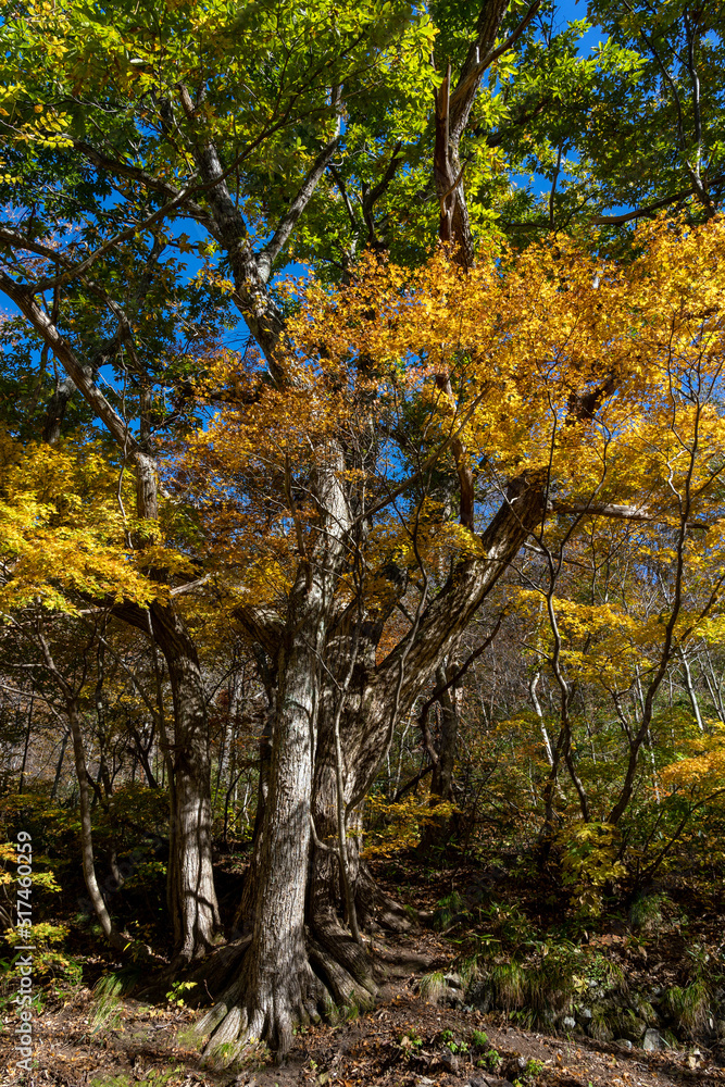 紅葉真っ盛りの白山国立公園・蛇谷自然観察園