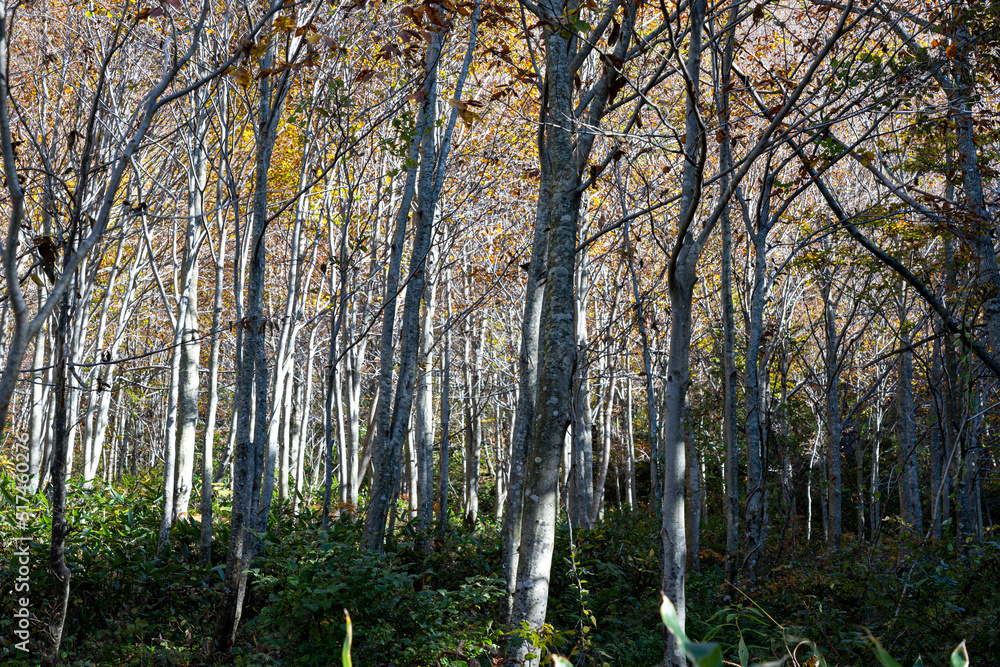 Fototapeta premium 紅葉真っ盛りの白山国立公園・蛇谷自然観察園