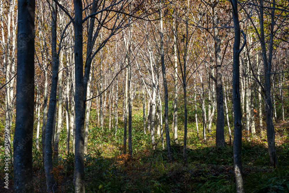 Obraz premium 紅葉真っ盛りの白山国立公園・蛇谷自然観察園