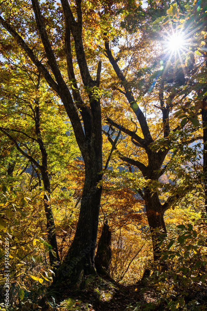 紅葉真っ盛りの白山国立公園・蛇谷自然観察園