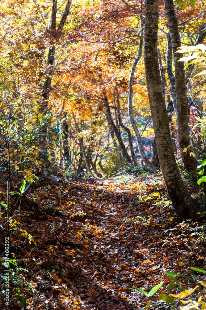 紅葉真っ盛りの白山国立公園・蛇谷自然観察園 紅葉真っ盛りの白山国立公園・蛇谷自然観察園