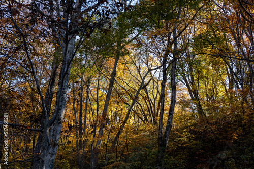 紅葉真っ盛りの白山国立公園・蛇谷自然観察園 © Nature K Photostudio