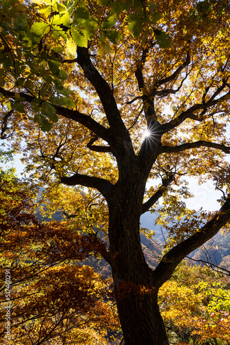 紅葉真っ盛りの白山国立公園・蛇谷自然観察園 © Nature K Photostudio
