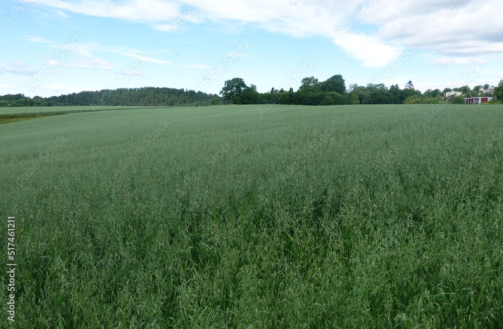 Obraz premium landscape