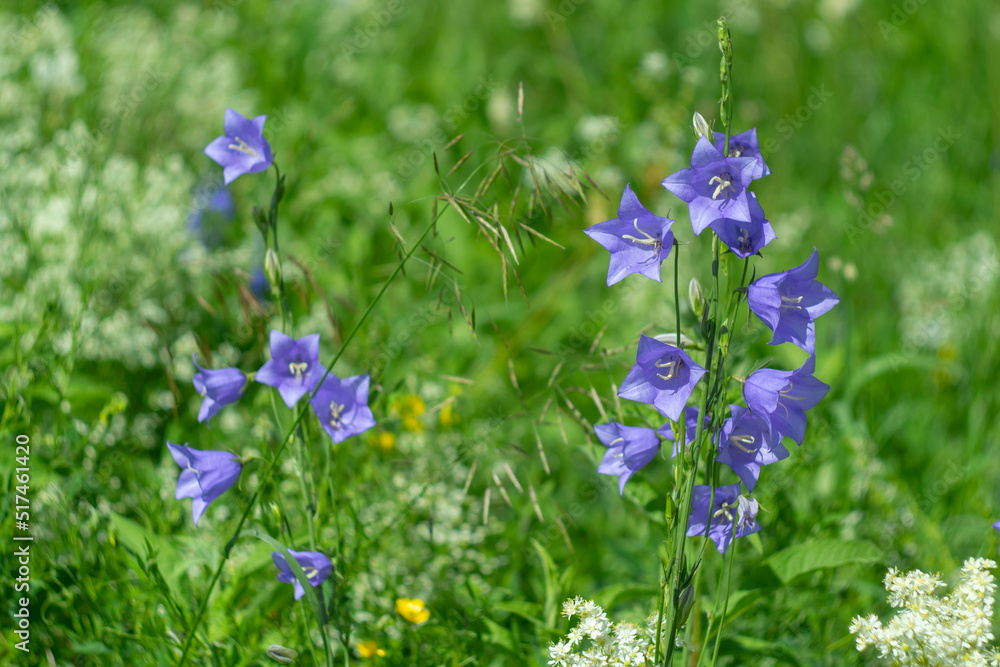 Blooming bluebell. Blue wild flower on a green meadow. Blooming bluebell. Blue wild flower on a green meadow.