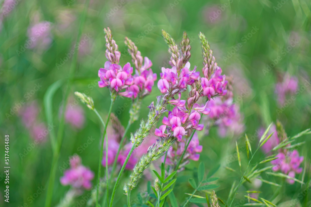Red wildflowers close up. Blooming meadow. Red wildflowers close up. Blooming meadow.