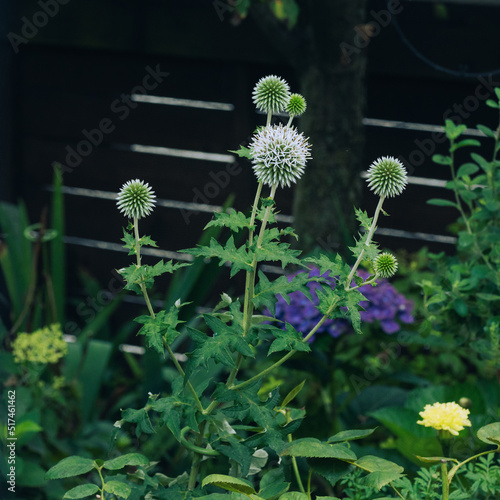 flowers of a dandelion