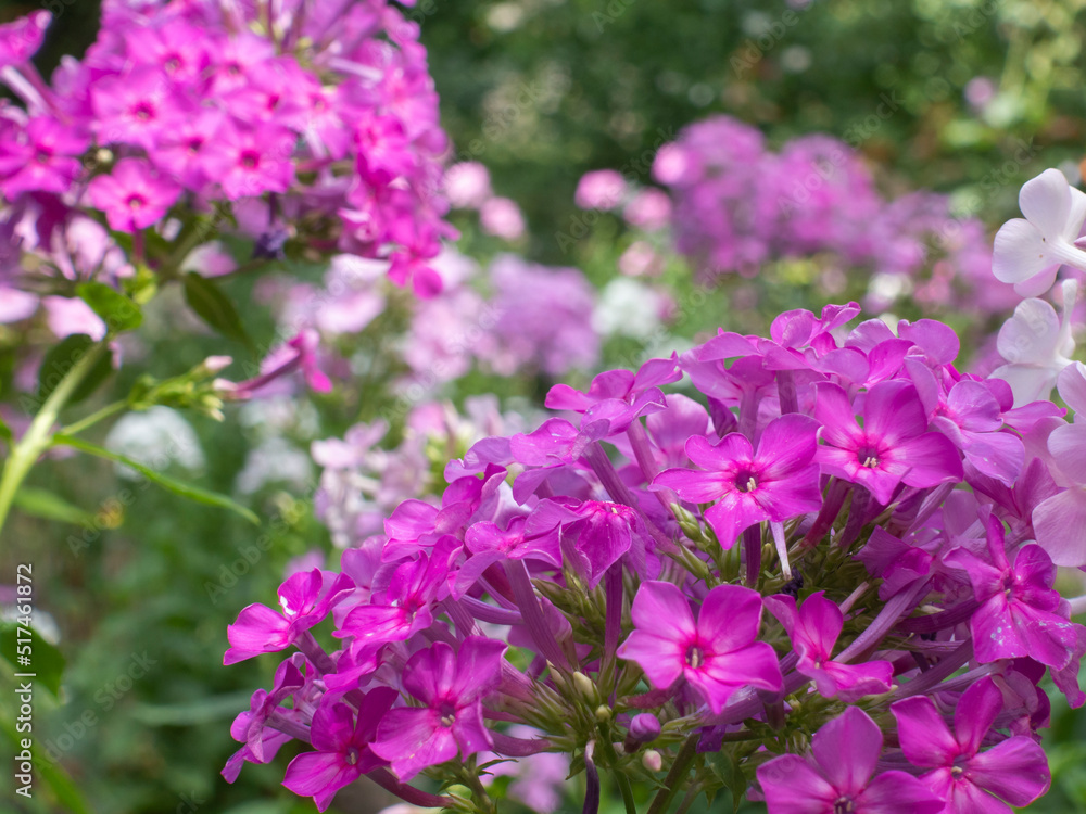 Pink flowers of Phlox paniculata in the garden, blooming beautiful flowers in summer, bright and juicy color of flowers for insects