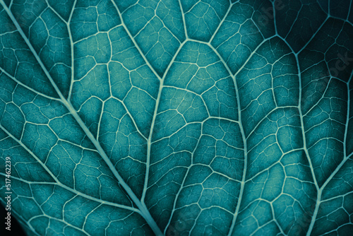 Plant leaf close up. Mosaic pattern of  cells and veins. Background on vegetable theme. Abstract nature structure. Blue green tinted wallpaper. Horseradish leaf. Macro