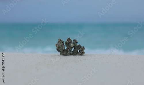 underwater coral on white sand on the beach