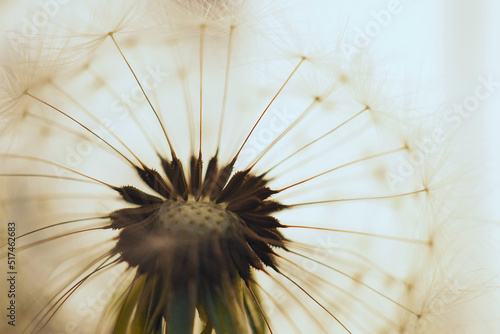 Fototapeta Naklejka Na Ścianę i Meble -  Dandelion seed ball with seeds close-up. Summer plant picture. Airy and fluffy background. Light illustration with dandelion pappus. Macro