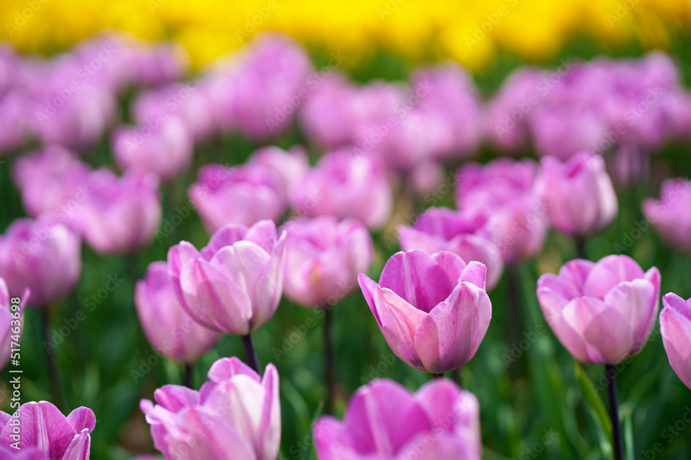 selective focus of colorful purple tulips against blue sky and clouds