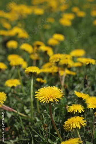 dandelions in the grass © Lina