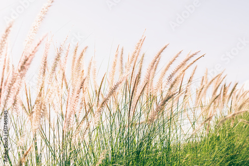 grass flower sky beautiful natural sunliht