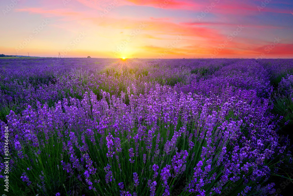 Fototapeta premium Beautiful summer sunset over lavender field