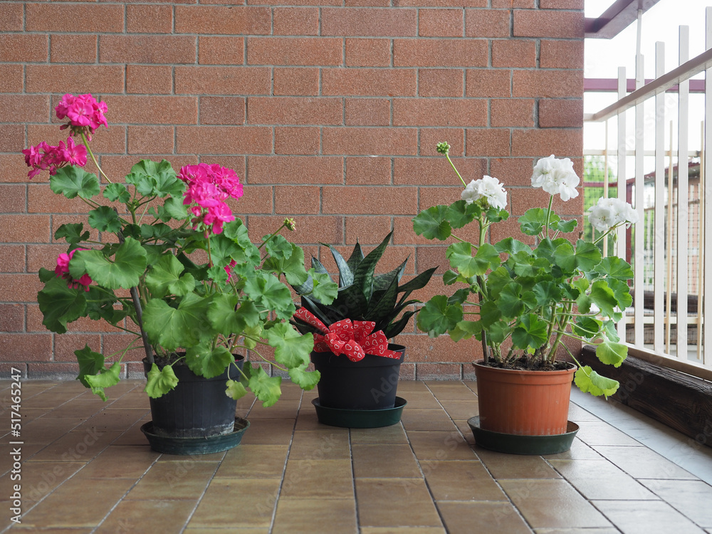 group of houseplants group of houseplants