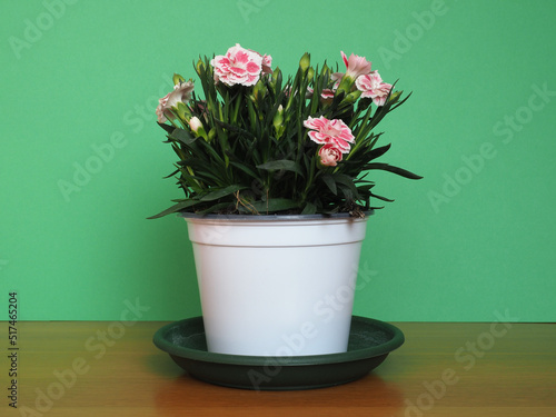 carthusian pink (Dianthus carthusianorum) flower