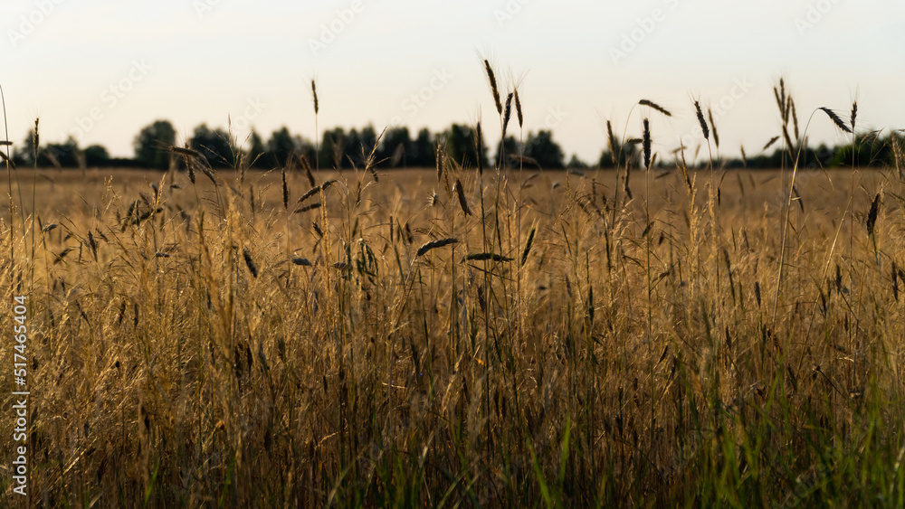 Pola pszenicy na wsi - obrazy, fototapety, plakaty 
