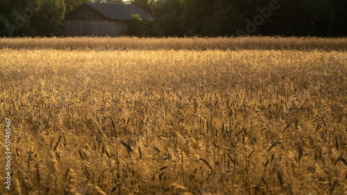 Pola pszenicy na wsi