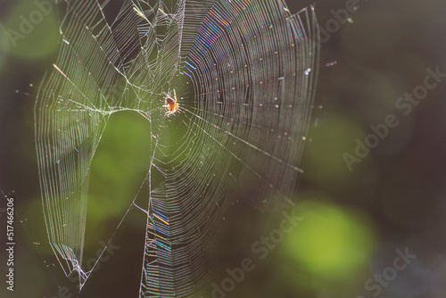 Araneus spider and its web. Forest. Morning. Summer. Kazakhstan, Zhetysu region.