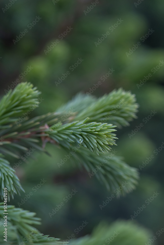 A branch of a fir tree in the park in close-up. A branch of a fir tree in the park in close-up.