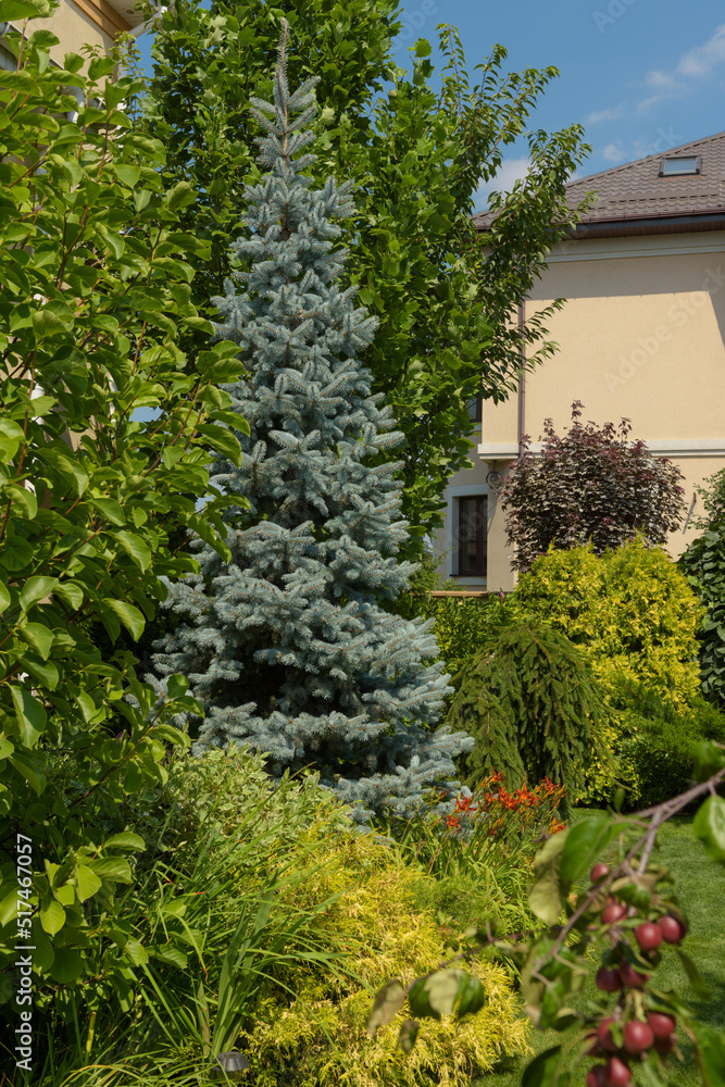 Obraz premium various ornamental plants, beautiful garden, blue coniferous tree in the garden