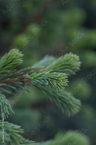 A branch of a fir tree in the park in close-up.
