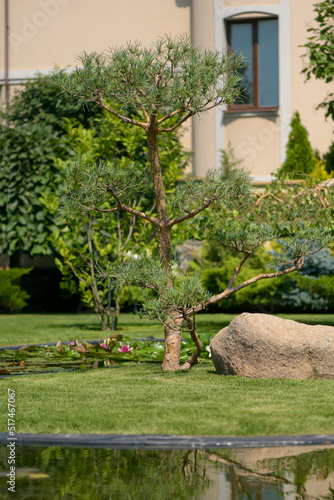 decorative pine bonsai  beautiful garden view with pond and water lilies