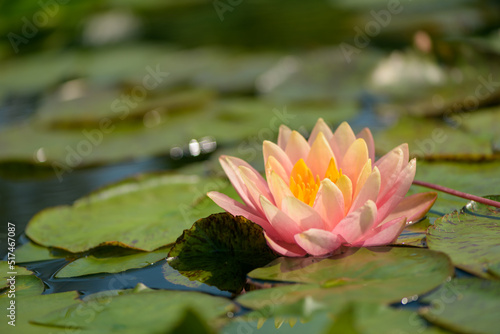 Closeup shot of a pink water lily in the pond