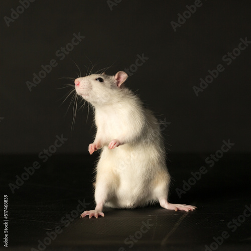 curious white domestic rat