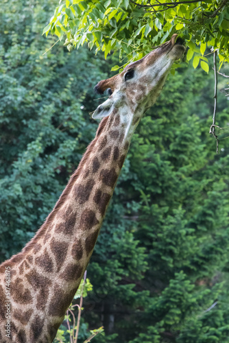 Photography Giraffe eats leaves from trees
