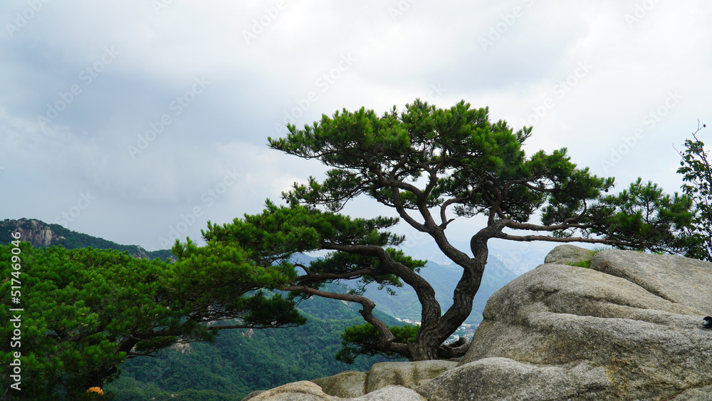 Korean pine trees living on granite terraces.