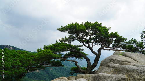 Korean pine trees living on granite terraces.