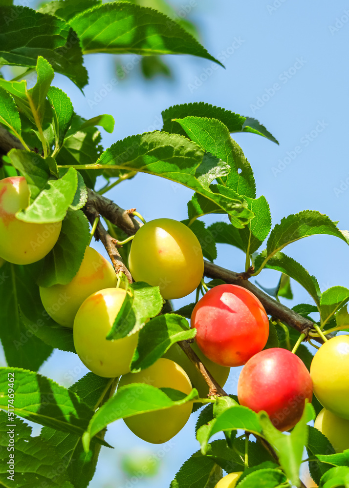 plum grows and ripens on a branch of a plum tree. plum cultivation concept
